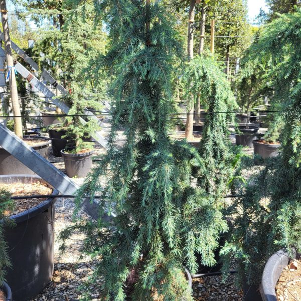 Cedrus deodara 'Feelin Blue' (Himalajska cedra)