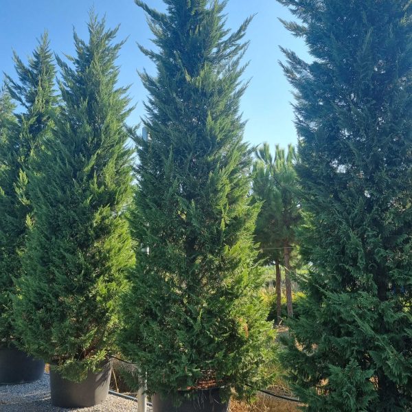 Cupressocyparis leylandii (Lejlandova cipresa)