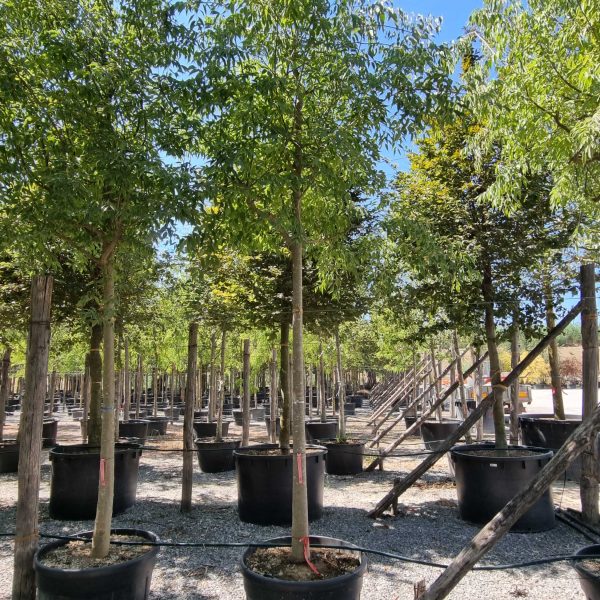 Celtis australis (Navadni koprivovec)
