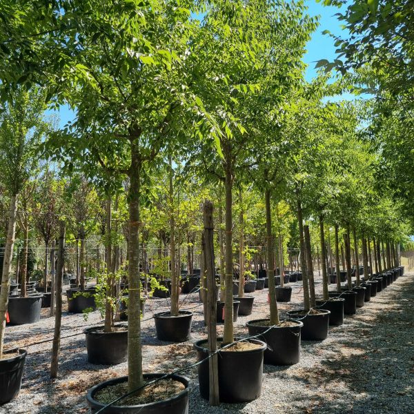 Celtis australis (Navadni koprivovec)