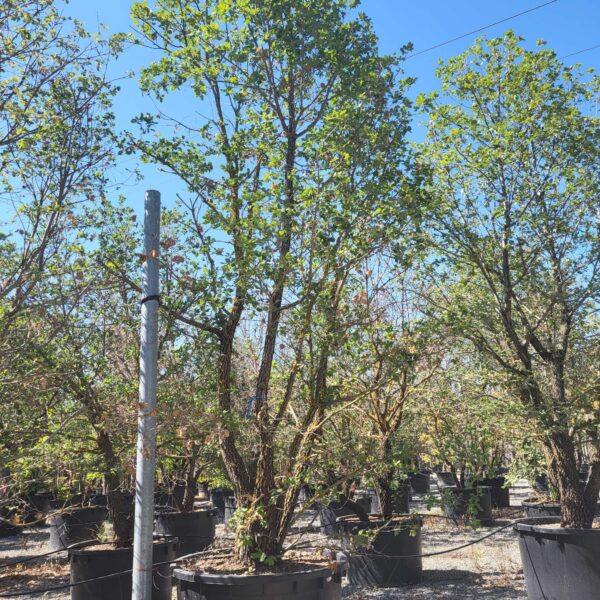 Quercus pubescens