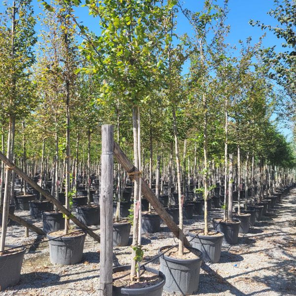 Carpinus betulus (Navadni/Beli gaber na steblu)