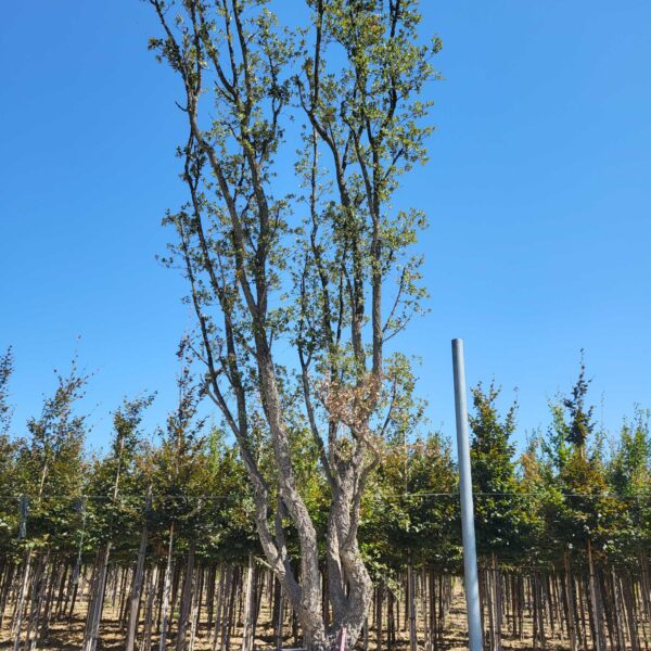 Quercus suber
