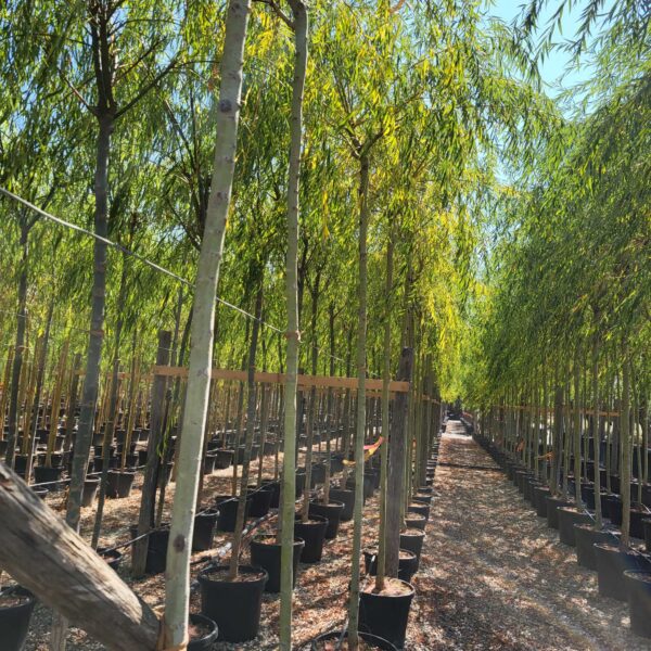 Salix babylonica 'AUREA'