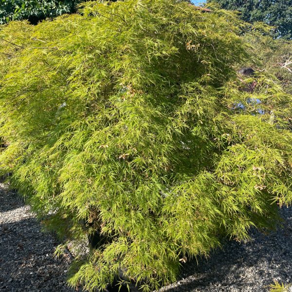 Acer palmatum 'Dissectum Atropurpureum' (Rdečelistni pahljačasti javor)
