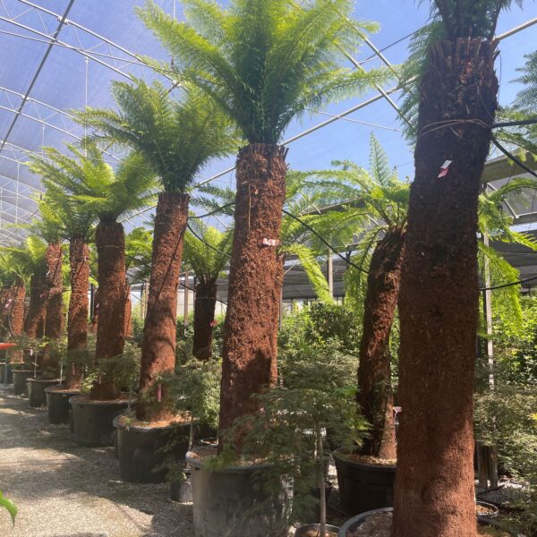 Dicksonia antarctica