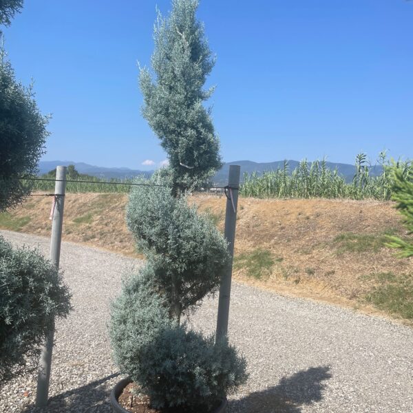 Cupressus arizonica 'FASTIGIATA'
