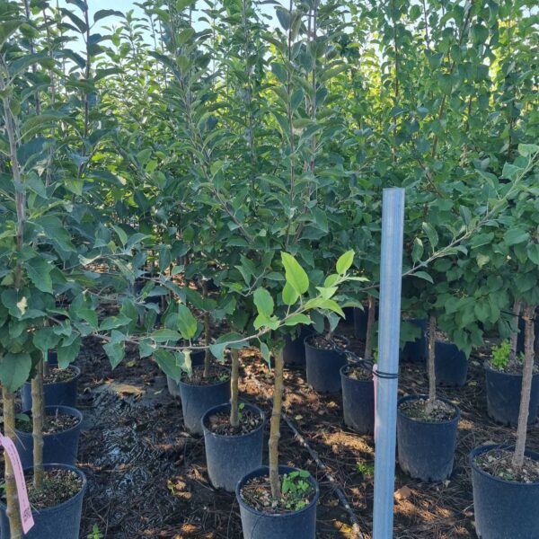Malus communis 'ROYAL GALA'