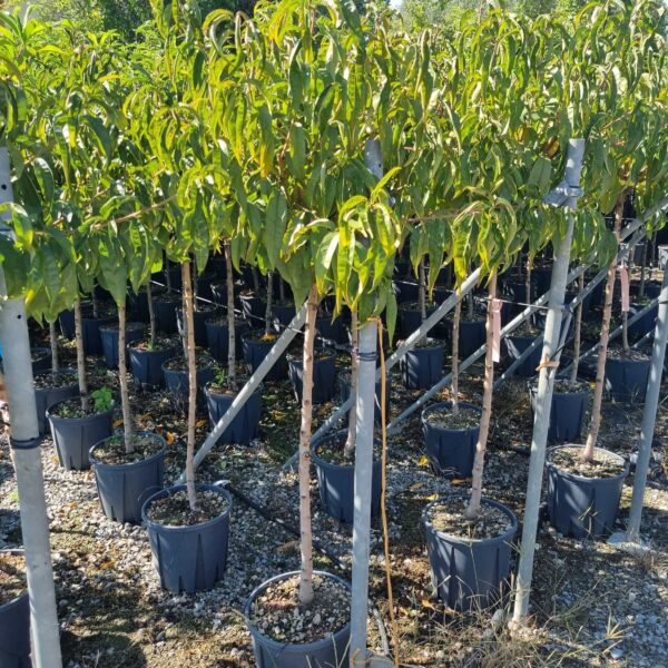 Prunus persica 'RED HAVEN'