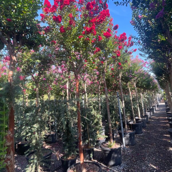 Lagerstroemia × DYNAMITE