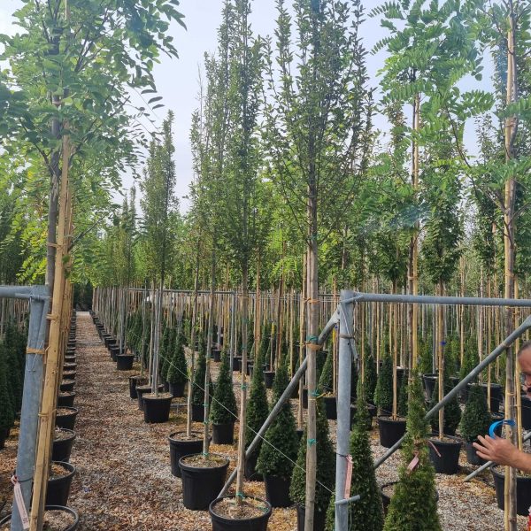 Carpinus betulus 'Lucas' (Stebrasti gaber)