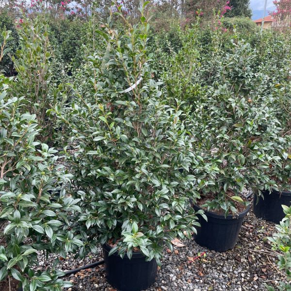 Camellia sasanqua 'Hino de Gumo' (Kamellija)