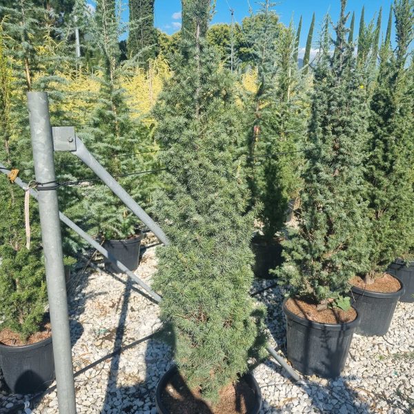 Cedrus atlantica ´Fastigiata´ (Stebrasta atlaška cedra)