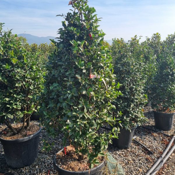 Camellia sasanqua 'Kanjiro' (Kamellija)