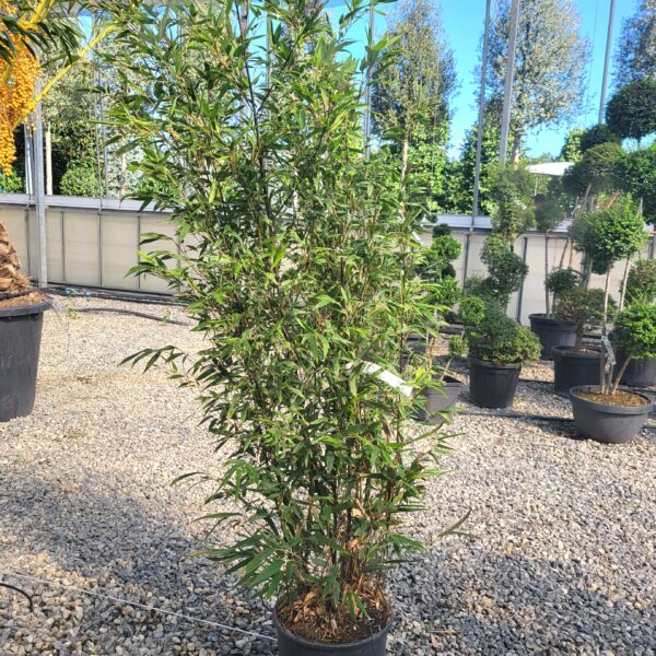 Bambusa phyllost 'NIGRA'