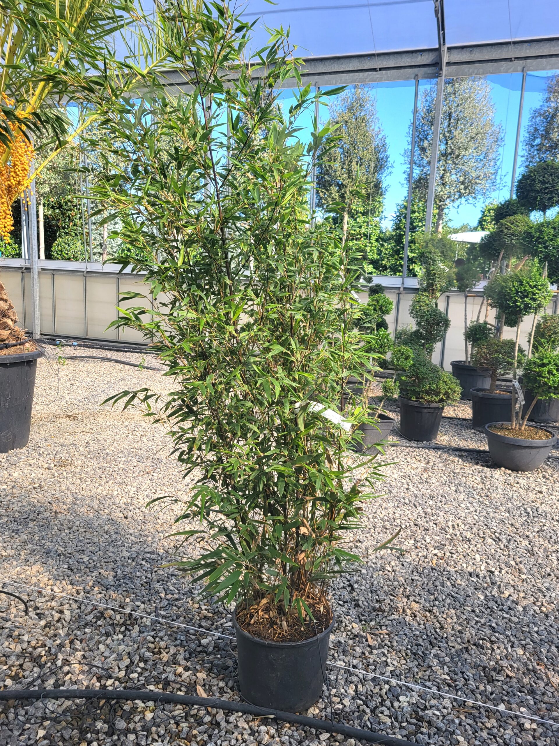 Bambusa phyllost 'NIGRA' Bambusa phyllost 'NIGRA' - slika 1