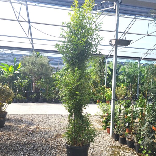 Bambusa phyllost 'NIGRA'