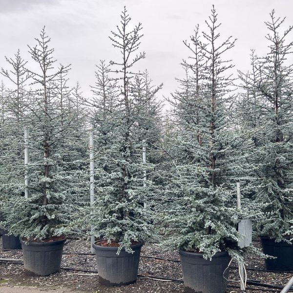 Cedrus atlantica 'Glauca' (Atlaška cedra)