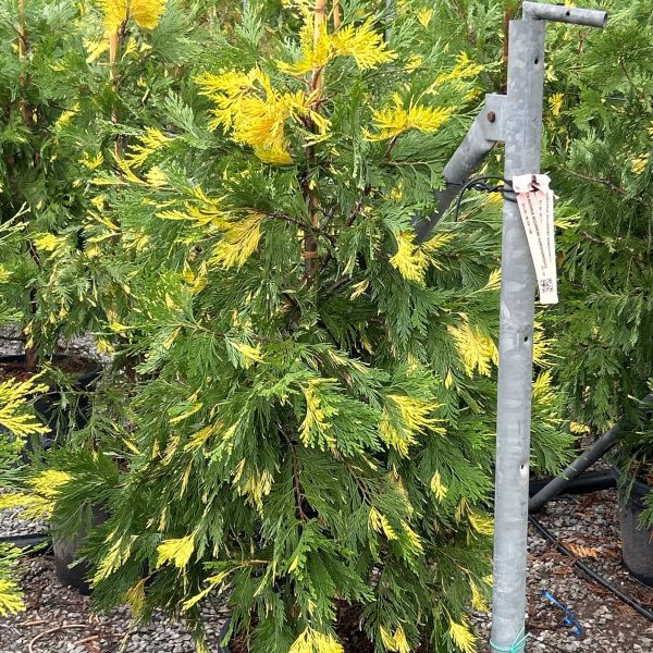 Calocedrus decurrens 'Aureovariegata' (Kalocedrus)