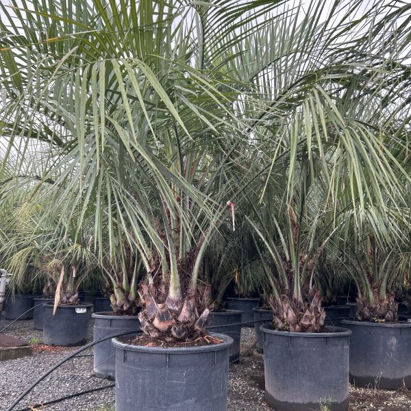 Butia capitata (Cocos australis)