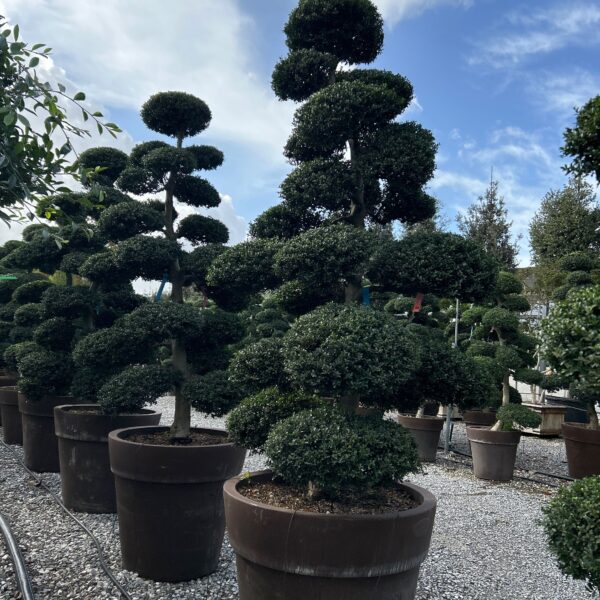Ilex crenata 'KINME'