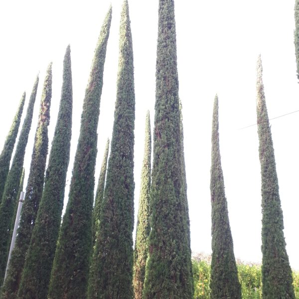 Cupressus sempervirens 'Pyramidalis' (Stebrasta cipresa)