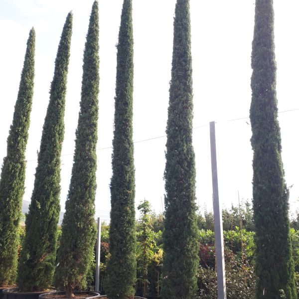 Cupressus sempervirens 'Pyramidalis' (Stebrasta cipresa)