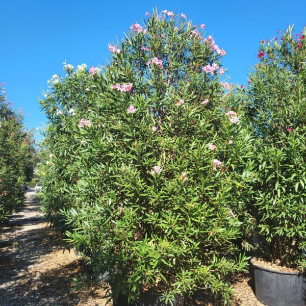 Nerium oleander 'ROSA SEMPLICE'