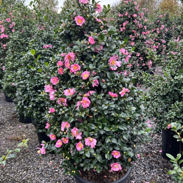 Camellia sasanqua 'Cleopatra' (Kamelija)