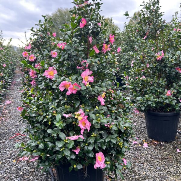Camellia sasanqua 'Cleopatra' (Kamelija)