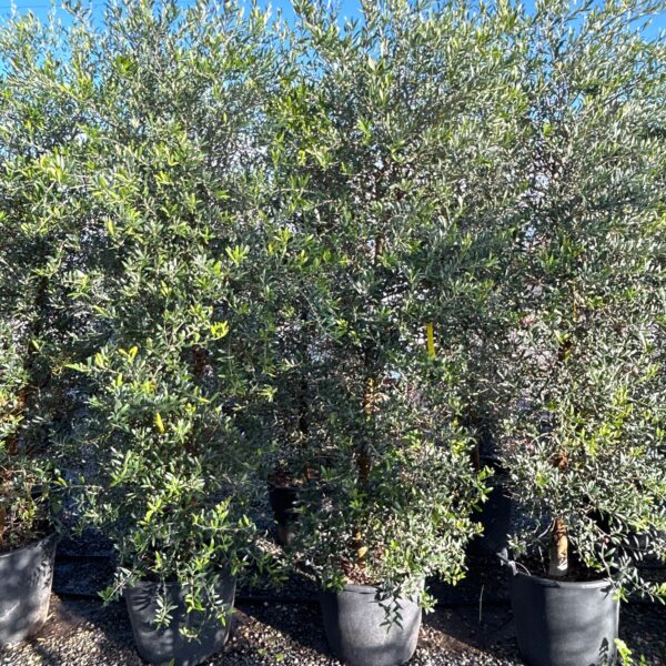 Olea europaea 'CIPRESSINO'