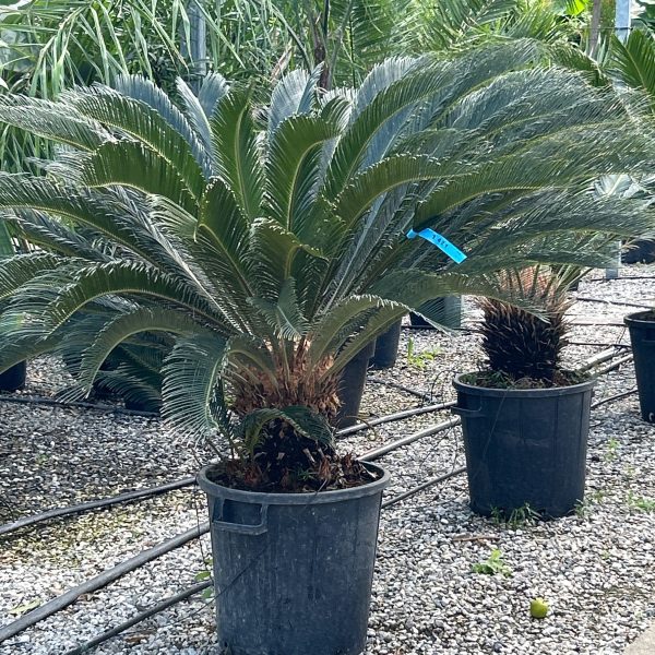 Cycas revoluta (Sagova palma)