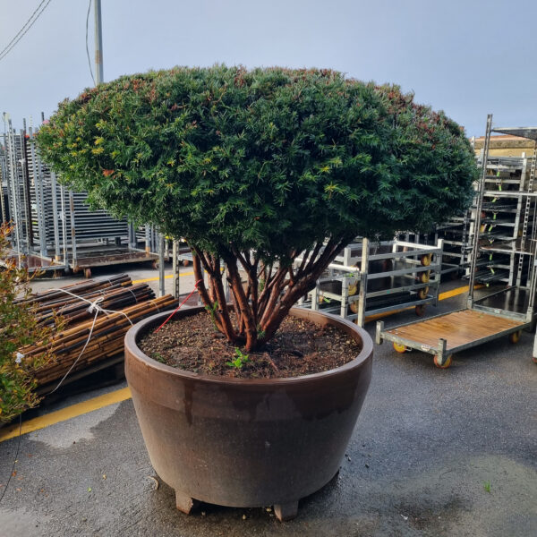 Taxus baccata