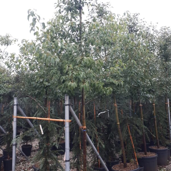 Cinnamomum camphora (Kamforovec)