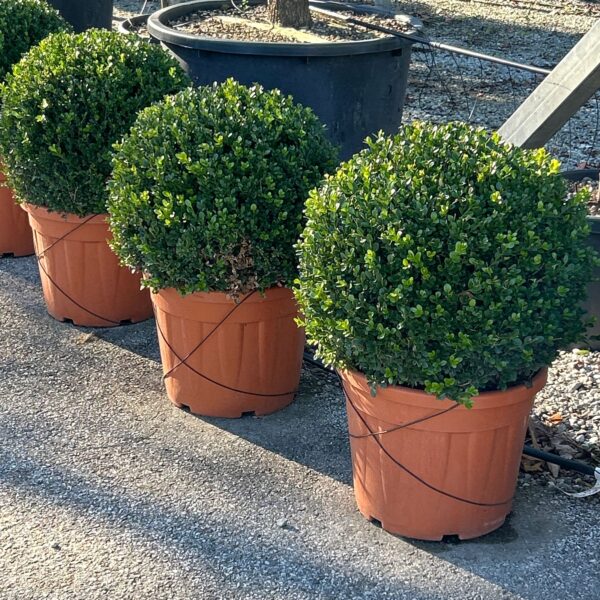 Buxus microphylla 'FAULKNER'