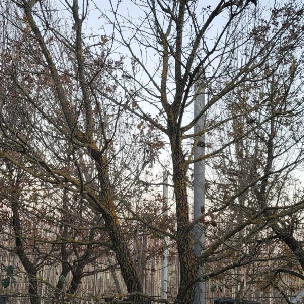 Quercus pubescens