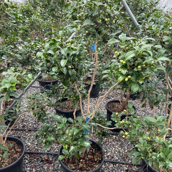 Camellia japonica 'ROSA'