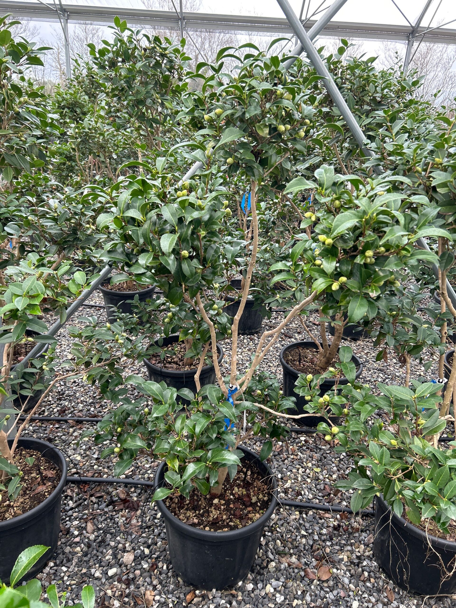 Camellia japonica 'ROSA' Camellia japonica 'ROSA' - slika 1