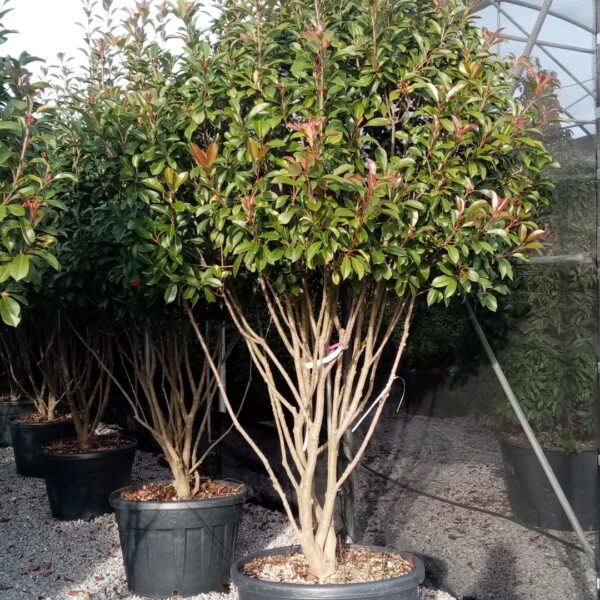 Photinia × FRASERI ''RED ROBIN'