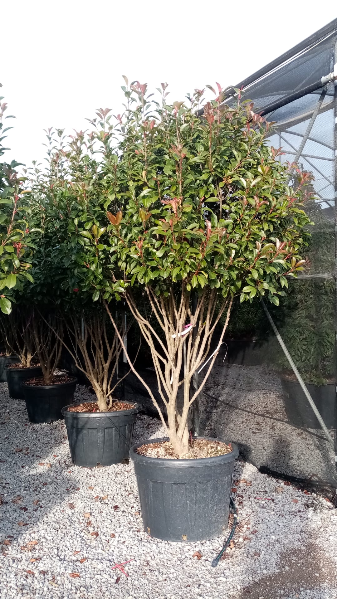Photinia × FRASERI 'RED ROBIN' Photinia × FRASERI ''RED ROBIN' - slika 1