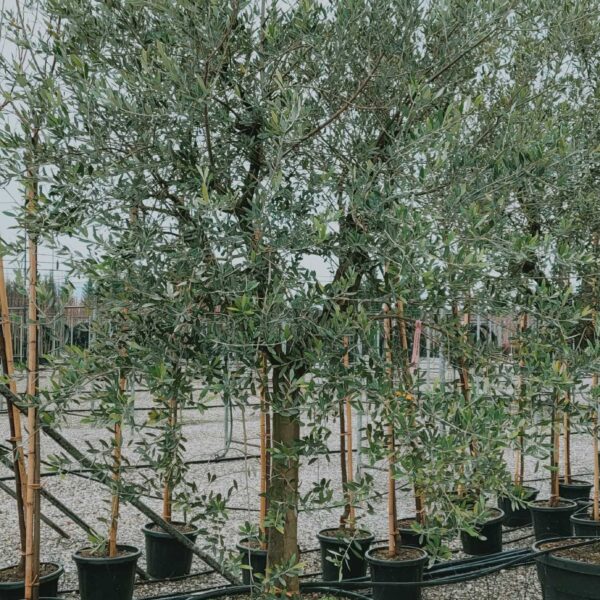 Olea europaea 'FORMA TOSCANA'