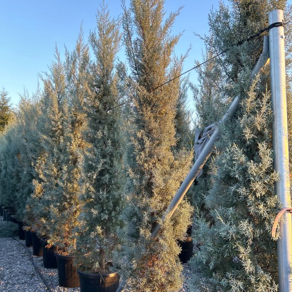 Cupressus arizonica 'Fastigiata' (Arizonska cipresa )