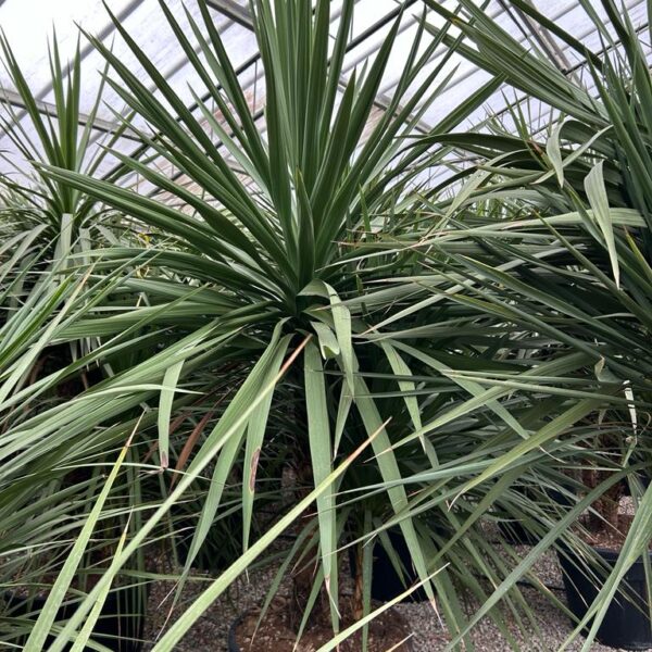 Cordyline australis – novozelandska kordilina