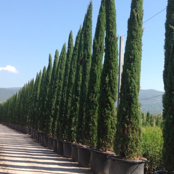 Cupressus sempervirens 'Pyramidalis' (Stebrasta cipresa)