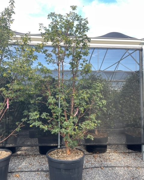 Acer griseum (Sivi javor)