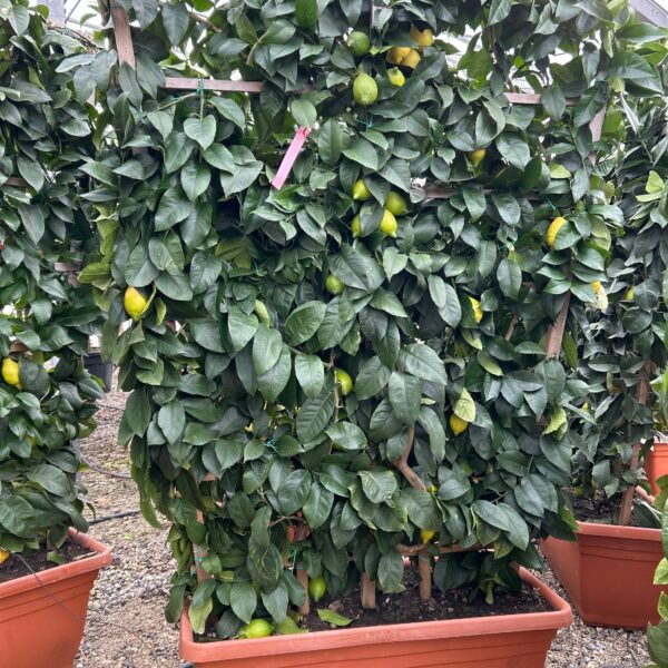 Citrus × LIMON