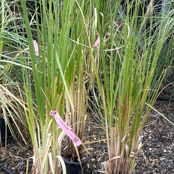 Cortaderia selloana (Pampaška trava)