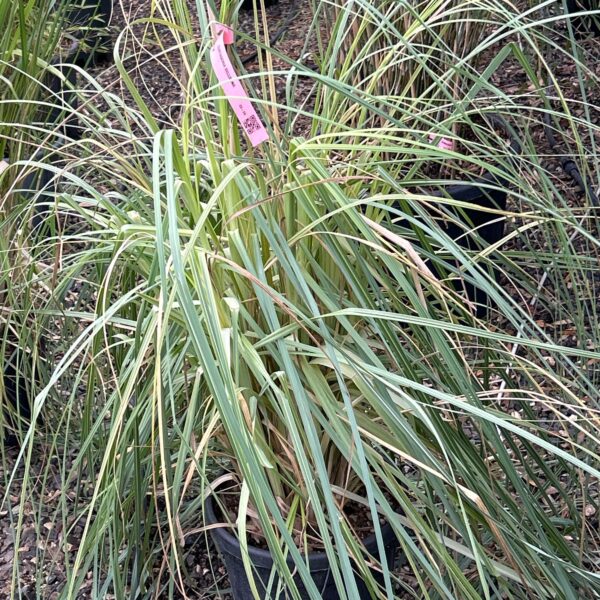 Cortaderia selloana (Pampaška trava)