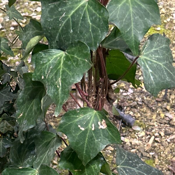 Hedera algeriensis