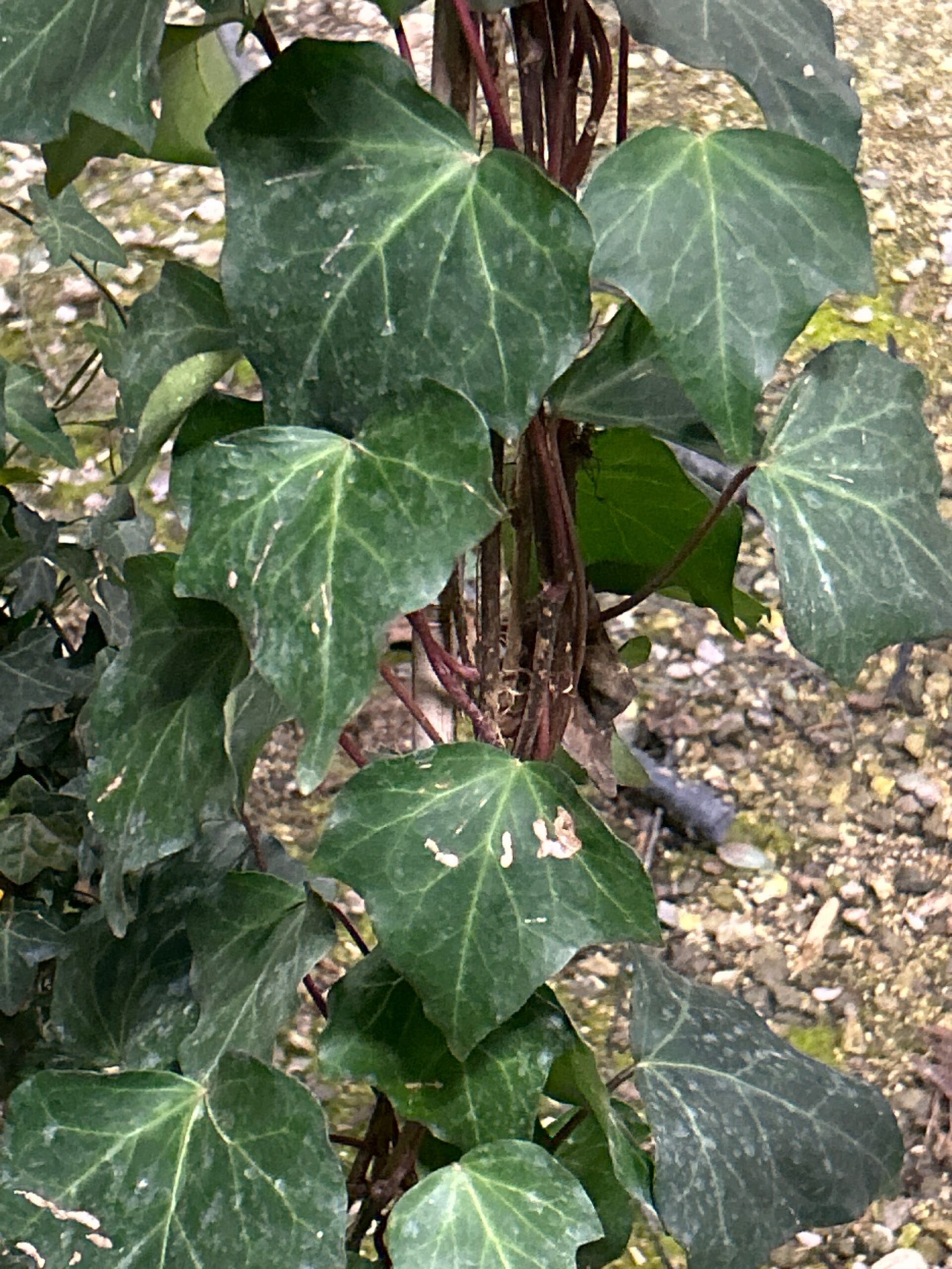 Hedera algeriensis Hedera algeriensis - slika 1